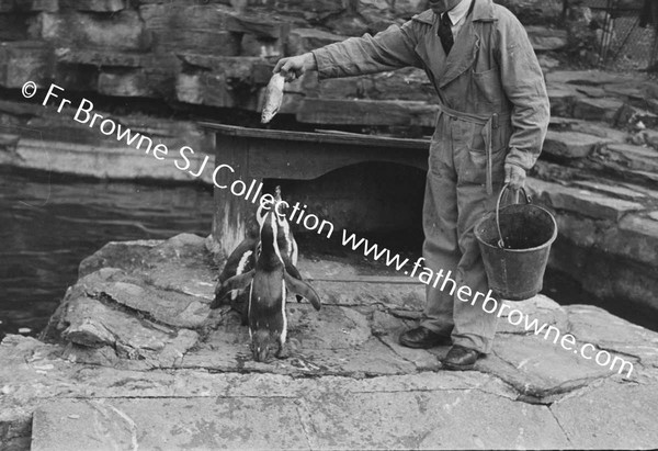 DUBLIN ZOO PENGUIN WITH KEEPER